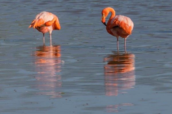 flamingos im brackwasser - (c) r pattke.jpg